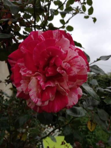 La BoussacAu Coeur Du Jardin别墅 外观 照片