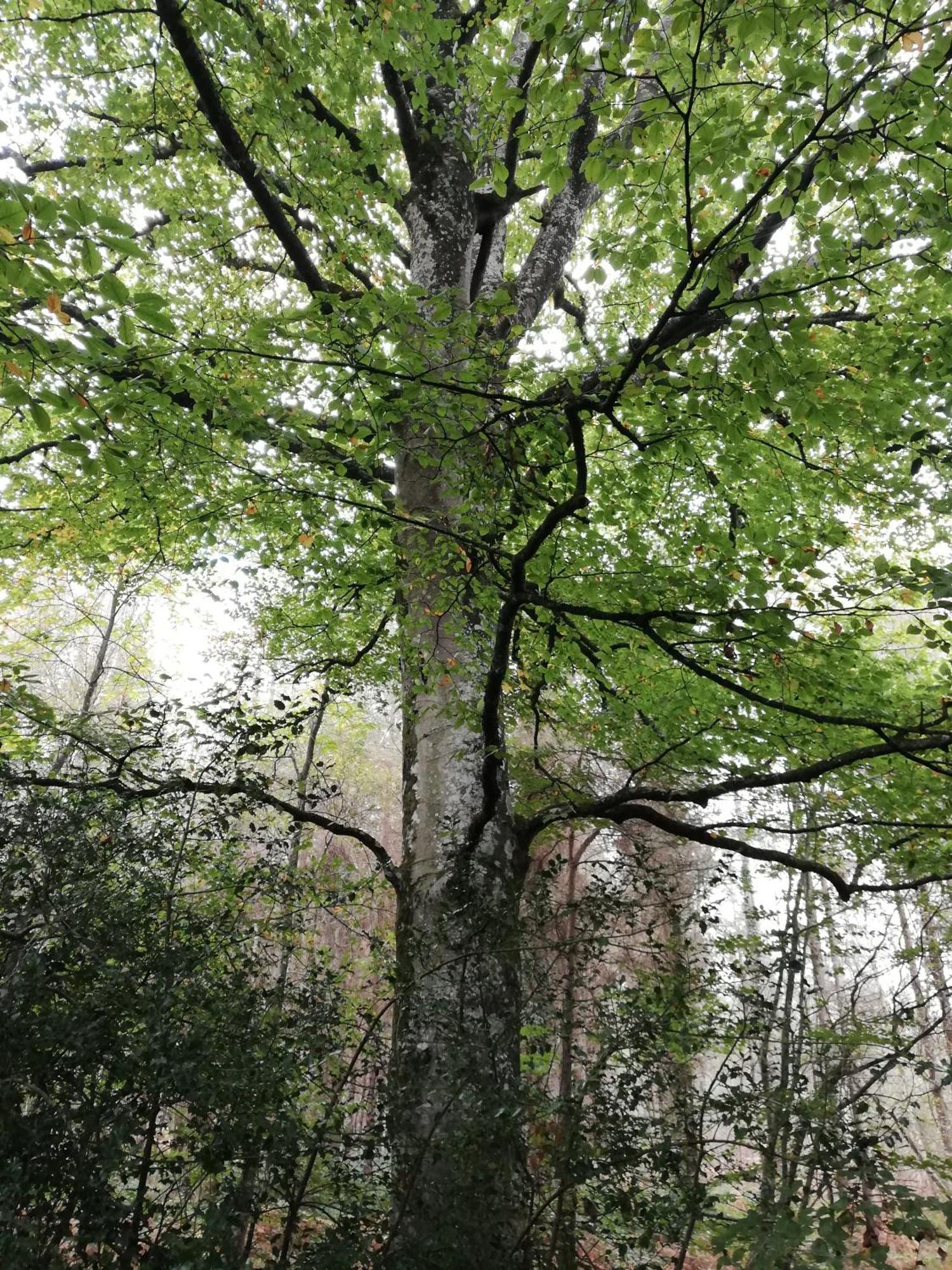 La BoussacAu Coeur Du Jardin别墅 外观 照片